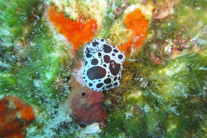 Discover Scuba Diving Adventure in Mykonos - Final Thoughts: Is It Worth It?