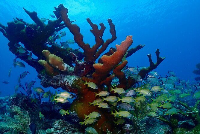 Discover Scuba Diving at Casa Cenote No Certification Needed - What to Expect from the Tour