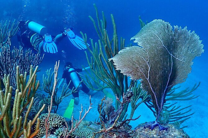 Discover Scuba Diving at Casa Cenote No Certification Needed - Real Traveler Insights