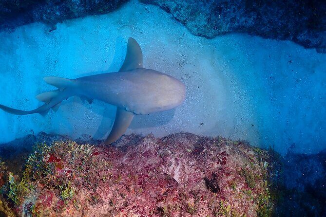 Discover Scuba Diving at Casa Cenote No Certification Needed - Who Should Consider This Tour?