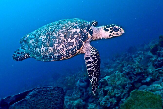 Discover Scuba Diving at Casa Cenote No Certification Needed - The Sum Up