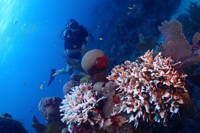 Discover Scuba Diving at Casa Cenote No Certification Needed - FAQ