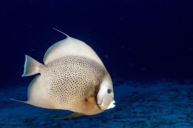 Discover Scuba Diving at Cozumel Marine Park - Who Should Consider This Tour?