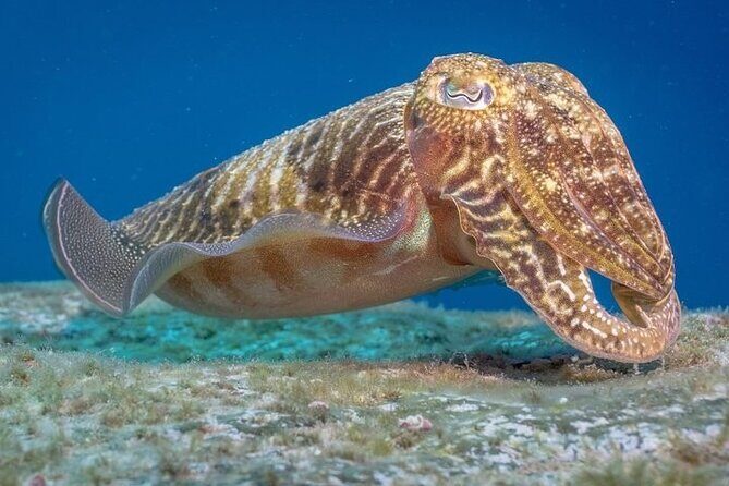 Discover Scuba Diving by boat, Puerto Colon - Who Will Love This Tour?