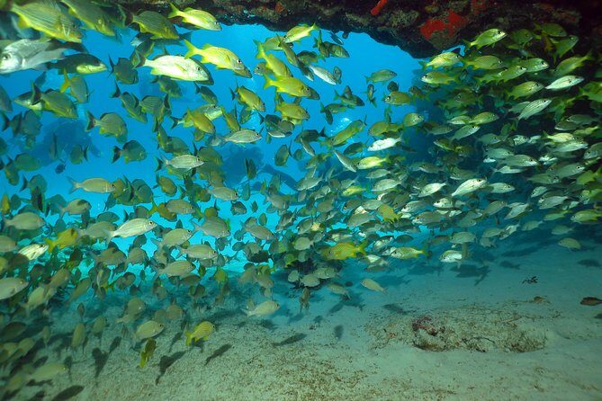 Discover Scuba Diving Course in Playa del Carmen with Two Coral Reef Dives - FAQs