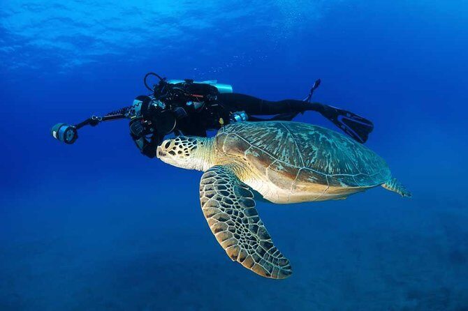 DISCOVER Scuba Diving Experience in Honolulu - The Price and What It Represents