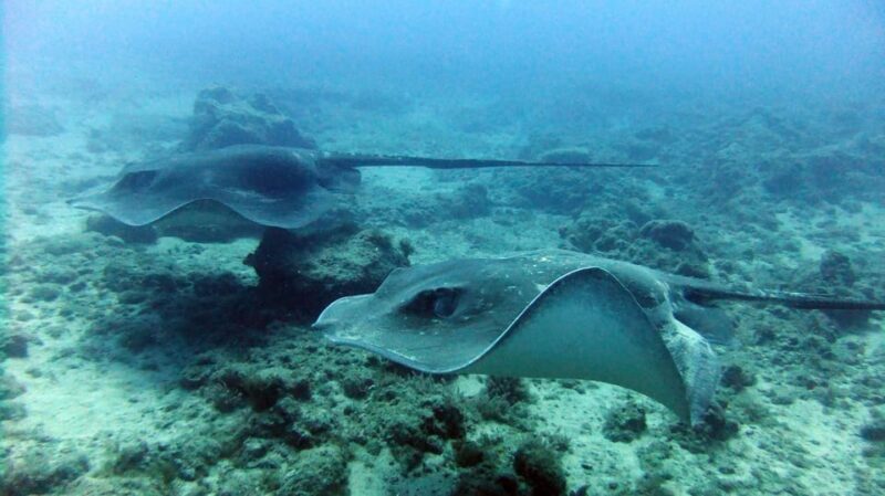 Discover Scuba Diving Experience - FAQ