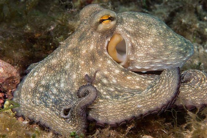 Discover Scuba Diving from the Boot - The Group Size and Its Impact