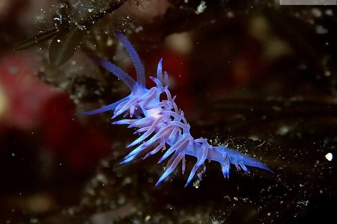 Discover Scuba Diving from the Boot - Is This Tour Right for You?