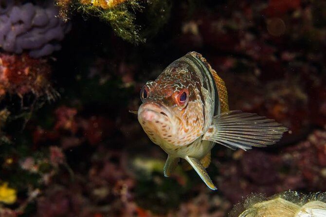 Discover Scuba Diving from the Boot - FAQ About Discover Scuba Diving from Mallorca