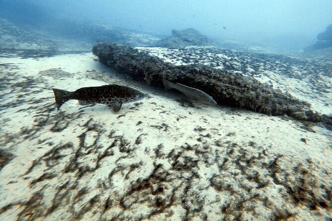 Discover Scuba Diving in Costa Calma - Final Thoughts