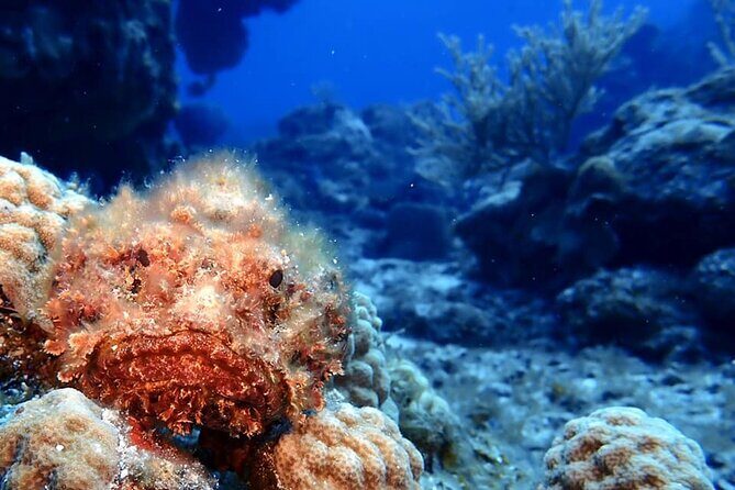 Discover Scuba Diving in Cozumel - Practical Details and Pricing