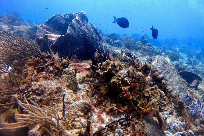 Discover Scuba Diving in Cozumel - What to Expect During Your Cozumel Discover Scuba Tour