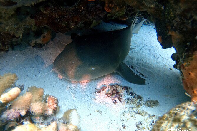 Discover Scuba Diving in Cozumel - The Sum Up