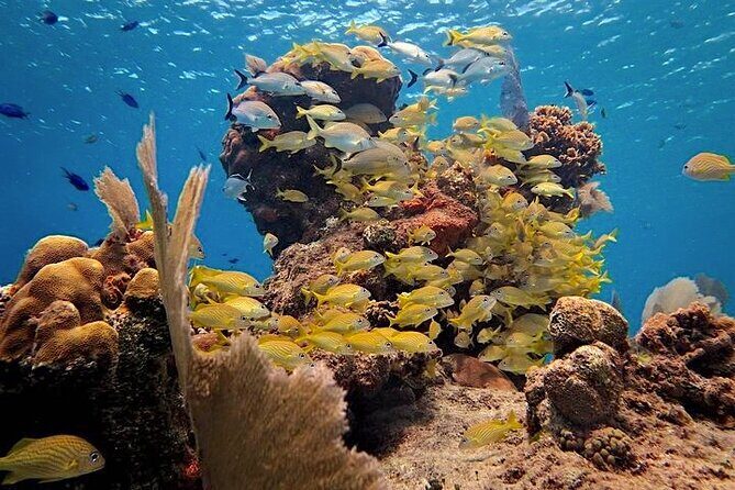 Discover Scuba Diving in Cozumel Paradise Reef - What to Expect from Your Cozumel Discover Scuba Tour