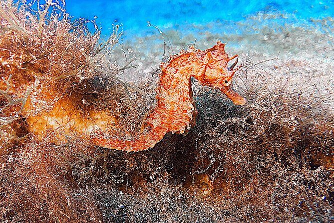 Discover Scuba Diving in Lanzarote (Costa Teguise) - Who Is This Tour Best For?