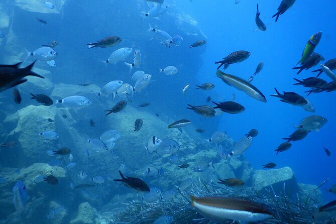 Discover Scuba Diving in Santorini - Final Thoughts: Is It Worth It?