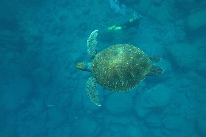 Discover Scuba Diving in Tenerife - Key Points