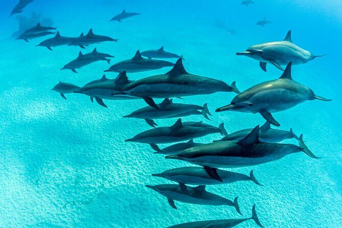 Discover Scuba Diving in Waikiki - Final Thoughts: Who Will Love This?