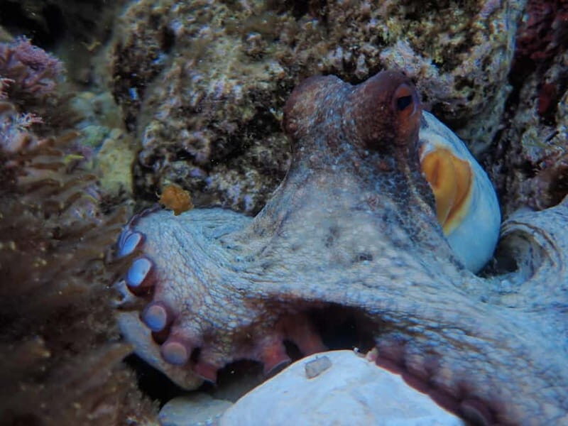 Discover Scuba Diving, scuba diving for begginers!! - The Itinerary: What does a typical day look like?