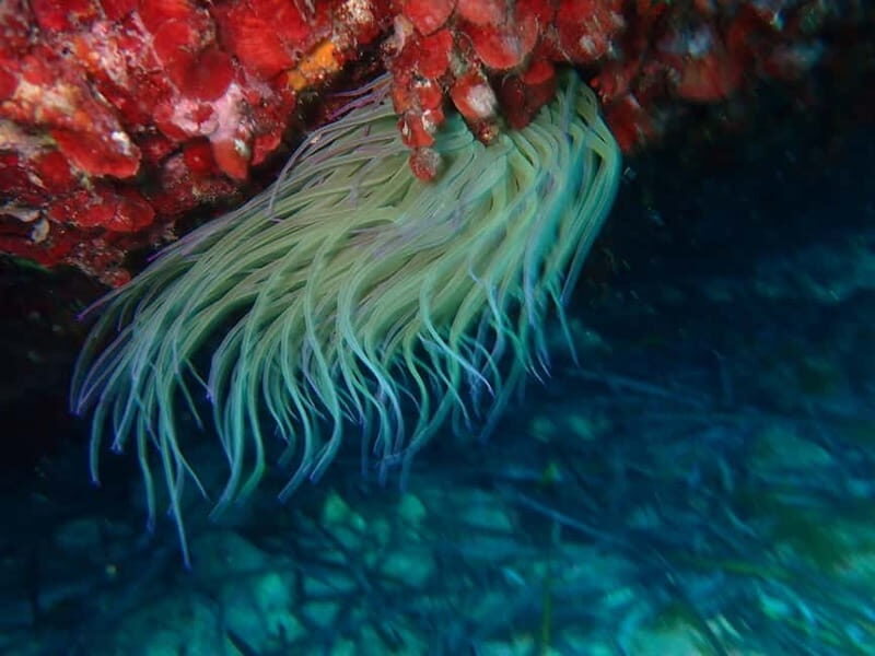 Discover Scuba Diving, scuba diving for begginers!! - The real value in this experience