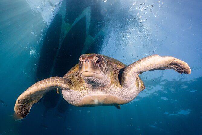 Discover Scuba Diving: Training plus boat dive! - Marine Life and Underwater Experience