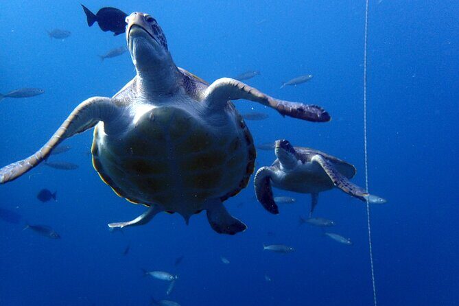 Discover Scuba Diving - Try it for the first time! - Who Is This Tour Best Suited For?