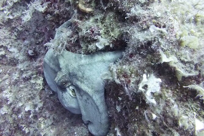 Discover SCUBA Diving with Pissouri Bay Divers - Value for Money and Booking Considerations