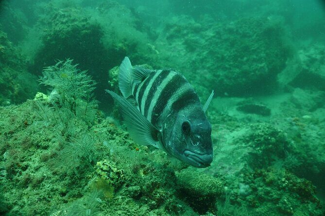 Discover Snorkeling Tour in Panama City - Value for Money