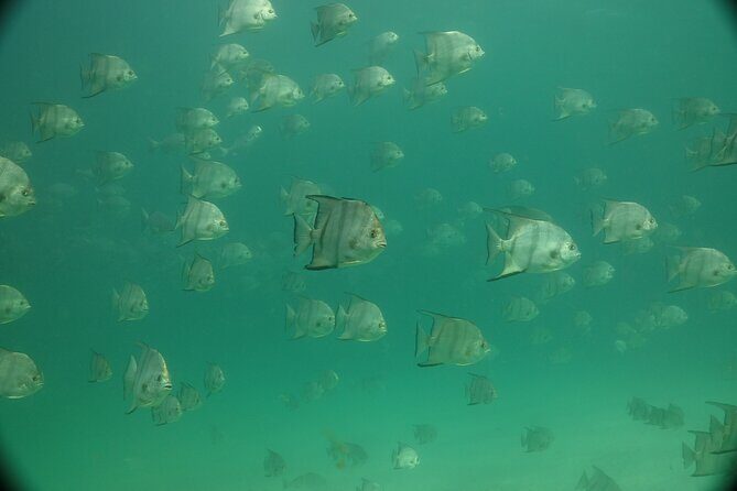 Discover Snorkeling Tour in Panama City - Who Should Consider This Tour?