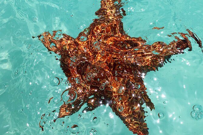 Discover starfish, swim and snorkel at El Cielo Cozumel Reef - FAQ