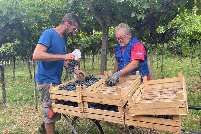 Discover the Amarone wine: 1 winery with delicious food pairing - Key Points