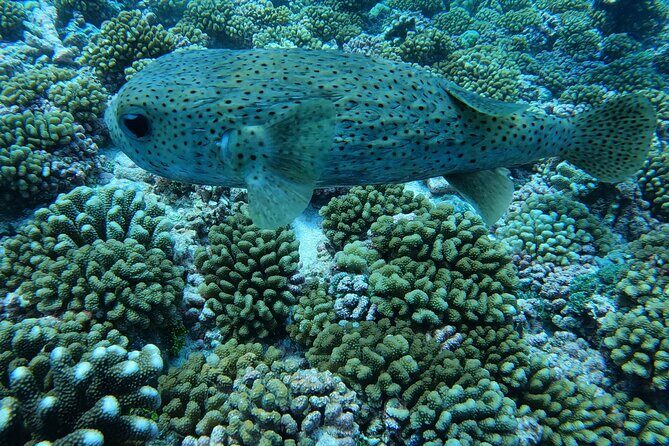 Discover the Beauty of Polynesian Waters by Boat and Snorkeling - FAQs