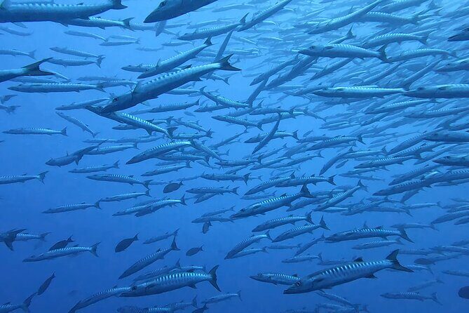 Discover the Beauty of Polynesian Waters by Boat and Snorkeling - Final Thoughts