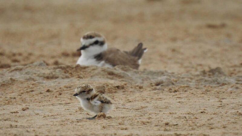 Discover the Devesa and the Albufera: Guided tour - Key Points