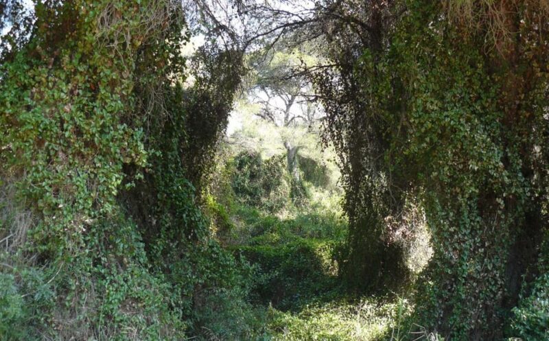 Discover the Devesa and the Albufera: Guided tour - An Honest Look at the Devesa and Albufera Guided Tour