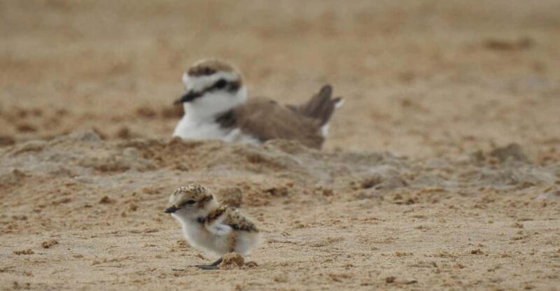 Discover the Devesa and the Albufera: Guided tour - Why This Tour May Be Perfect for You