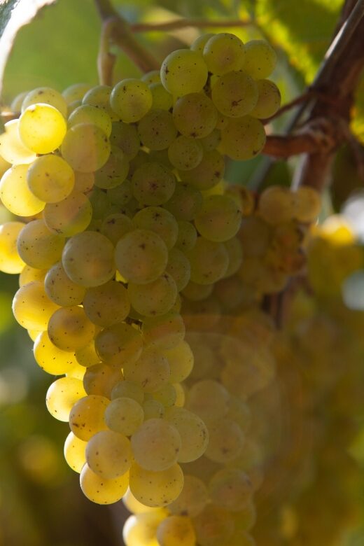 Discover the Essence of Txakoli Wine from San Sebastian - Key Points