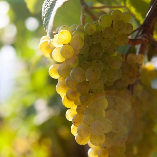 Discover the Essence of Txakoli Wine from San Sebastian - A Detailed Look at the Txakoli Tour Experience