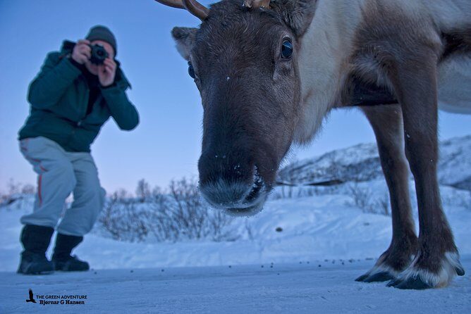 Discover the Fjords of Kvaloya - a roadtrip along fjords and fishing villages - Who Is This Tour Best For?