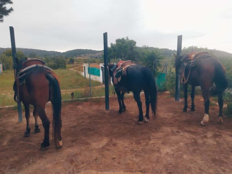 Discover the interior of Valencia on horseback - Who Should Consider This Experience?