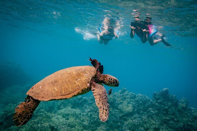 Discover the Magic of Coral Gardens Turtle Town - Maalaea Harbor - Who Should Consider This Tour?