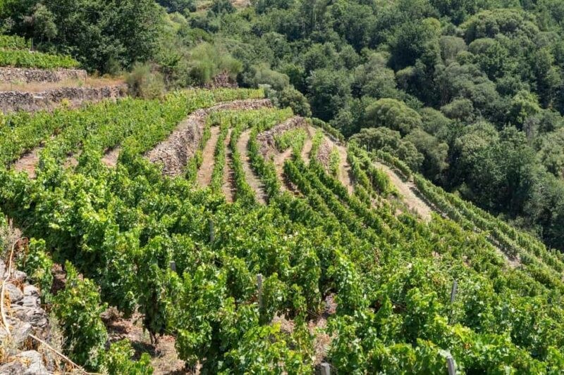 Discover the Ribeira Sacra with a unique wine experience! - Key Points