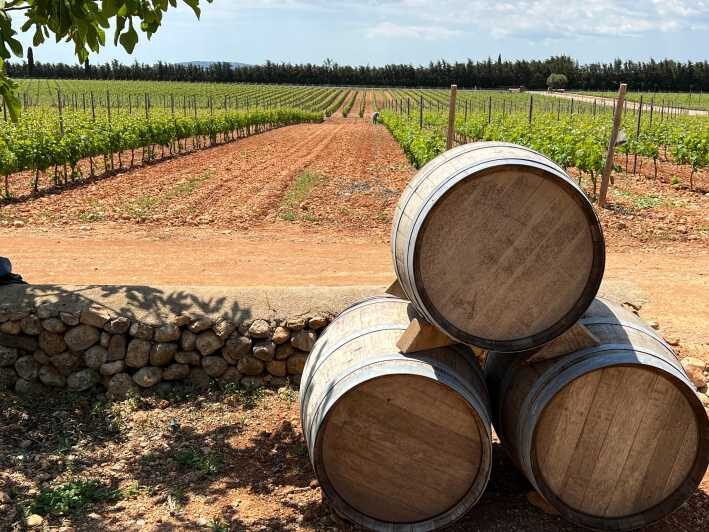 Discover the treasures of the Mallorca wine on a top winery - The Practical Side: Logistics and Value
