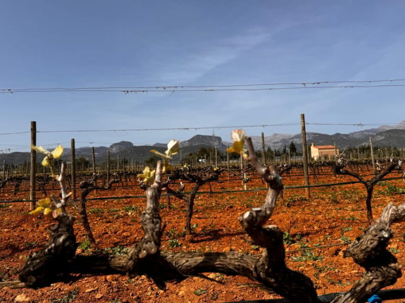 Discover the treasures of the Mallorca wine on a top winery - Who Would Love This Experience?