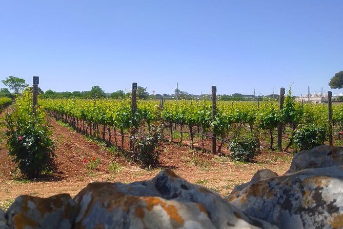 Discover Valle d 'Itria and its wines by ebike - Key Points