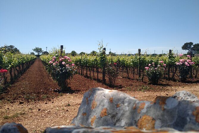 Discover Valle d 'Itria and its wines by ebike - Final Thoughts