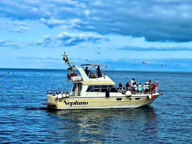 Discover whales in Tenerife: exclusive yacht tour with swim and lunch - Key Points