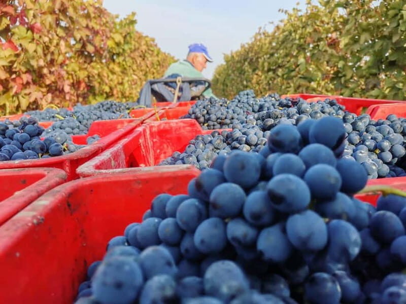 Discovering Dogliani and the territories of Alta Langa - Key Points