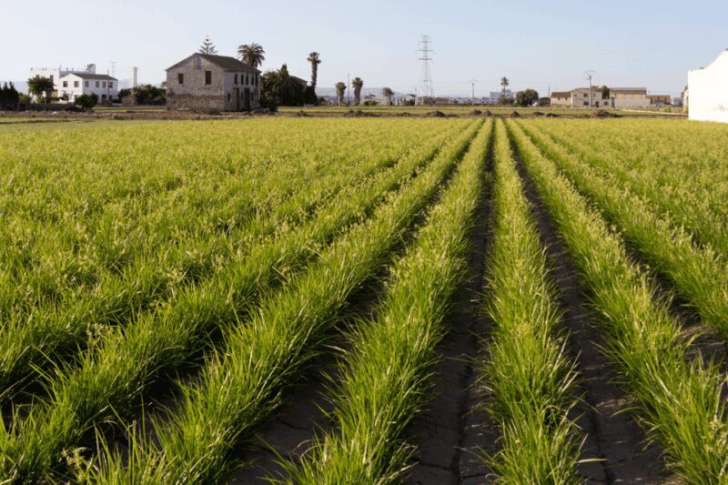 Discovering Valencia: Horchata, Paella & Vistas-Private Tour - Final Thoughts: Is This Tour Right for You?